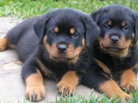 PoulaTo: Rottweiler καθαρόαιμα
